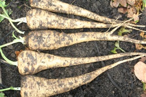 These parsnips were sown in well decomposed manure on top of heavy clay soil